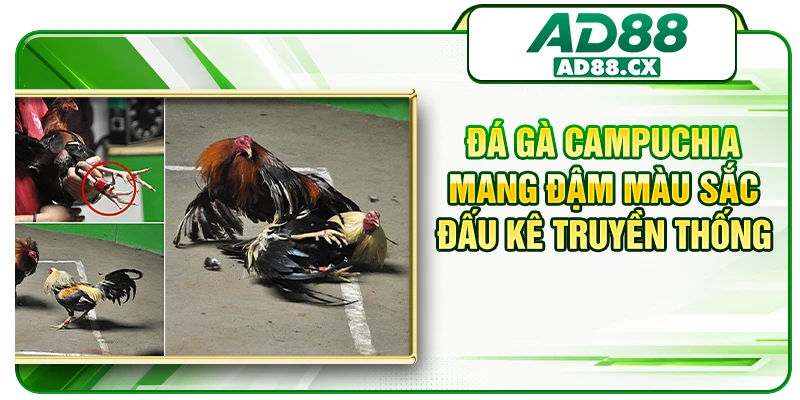 Đá gà Campuchia mang đậm màu sắc đấu kê truyền thống